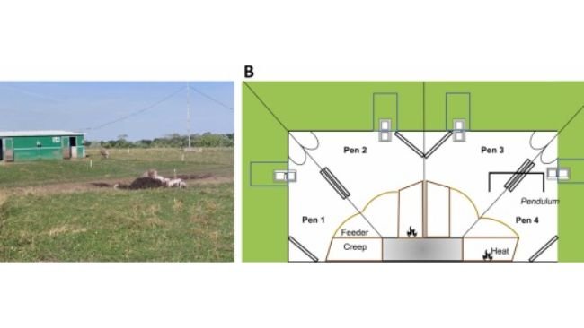 Fig. 1. Lo spazio chiuso e lo spazio esterno erboso circostante. Immagine della baita e dello spazio esterno erboso (A). Organizzazione interna (B). Ogni recinto (4 m²) era dotato di un'area nido (riscaldata o meno) (0,85 m²), una mangiatoia, protezione antischiacciamento dei suinetti (cerchi negli angoli), una barriera antischiacciamento (rettangoli sui lati) e porte per uscita all'esterno. la zona; due box erano dotati di pendolo. L'area esterna collegata a ciascun box misurava 300 m² ma un'area più piccola (0,8 m x 2 m) è stata delimitata fino all'età di 11 giorni. Figura non in scala.