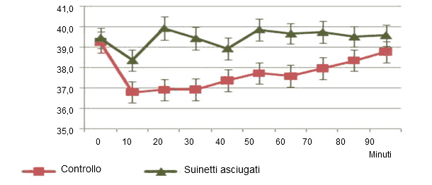 Evoluzione della temperatura dei suinetti asciugatti e non dopo il parto