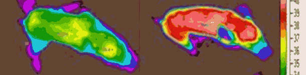 Termografia dei suinetti