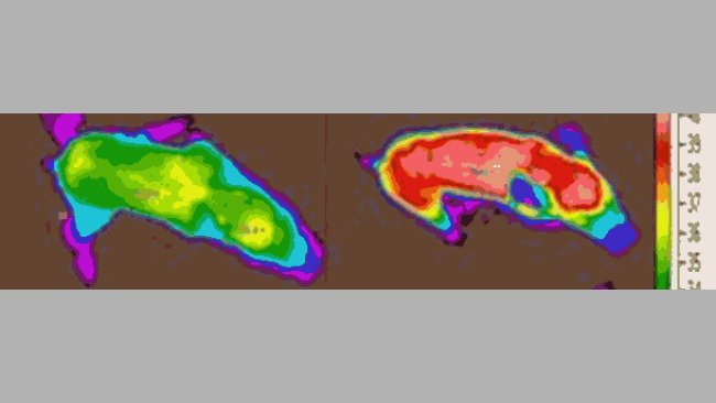 Termografia dei suinetti