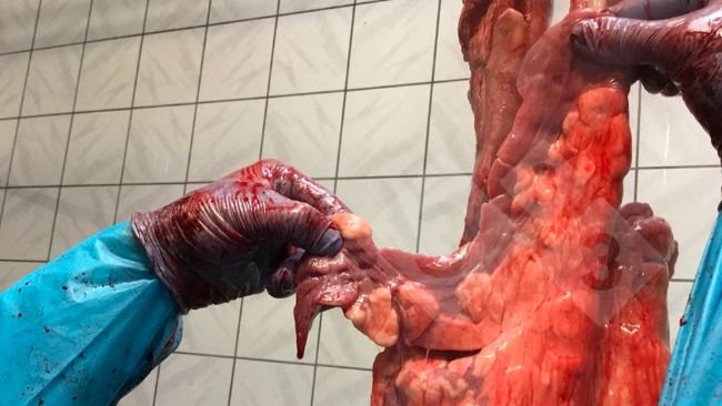 Figura 1. Esame al macello sulla linea di macellazione.
