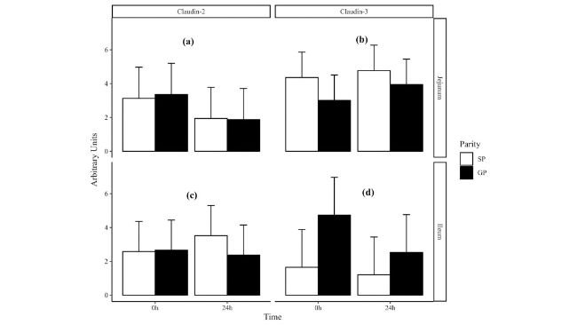 figura 3. L'effetto della parità (progenie della scrofa; SP rispetto alla progenie delle scrofe; GP) e del tempo (nascita; 0 ore rispetto a 24 ore dopo la nascita; 24 ore) sul digiuno (a) claudin-2 e (b) claudin- 3 ed espressione ileo (c) claudin-2 e (d) claudin-3. I dati nelle figure sono presentati come medie naturali trasformate in logaritmo e errore standard della media trasformata per l'interazione Parità (P) × Tempo (T). I valori P per gli effetti principali e interattivi di P e T erano (a) 0,81, 0,15 e 0,87 (b) 0,058, 0,79 e 0,75 (c) 0,60, 0,79 e 0,51 e (d) 0,18, 0,36 e 0,51.