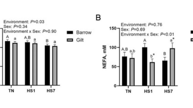 Figura 1. Lo stress da calore (HS) altera i nutrienti circolanti. Sono stati determinati gli effetti dell'HS e del sesso biologico sul glucosio circolante (A) e sugli acidi grassi non esterificati (NEFA) circolanti. I dati sono mostrati come medie minime quadrate ± SEM. Le lettere maiuscole indicano differenze tra i tumuli; le lettere minuscole indicano differenze tra le scrofette (P