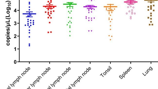 Figura 1. Cariche virali di PSA nei linfonodi inguinali, linfonodi mandibolari, linfonodi mediastinici, linfonodi bronchiali, tonsille, milza e polmoni. Lettere diverse indicano differenze statistiche significative (p  0,05)