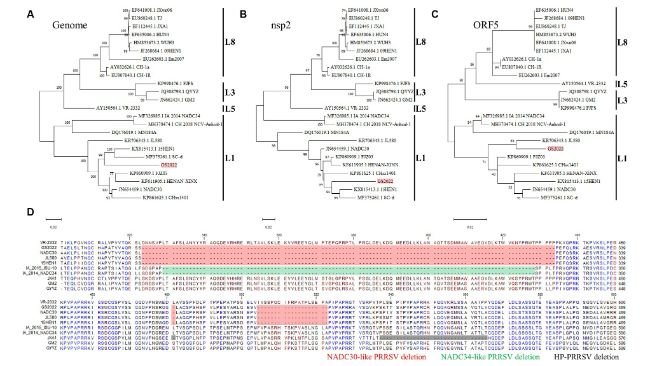 Figura 1. Isolamento del virus GS2022 da un campione polmonare di un suinetto mortale. (A) Il ceppo GS2022 è stato isolato utilizzando PAM. Il CPE causato dall'inoculazione della sospensione polmonare è stato osservato a ~48 hpi. L'espressione della proteina PRRSV N è stata ulteriormente rilevata mediante IFA. Le barre della scala per le immagini in campo chiaro e fluorescenti sono 200 μm e 100 μm. (B) Il virus GS2022 non può stabilire l'infezione nelle cellule Marc-145. MARC-145 è stato inoculato rispettivamente con il ceppo isolato GS2022 e HP-PRRSV TA-12. A 48 hpi, è stato condotto il rilevamento IFA della proteina N per monitorare la replicazione virale. La barra della scala è 50 μm.