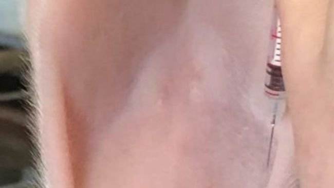 Fig.1 Posizionamento corretto per l'iniezione intraperitoneale con dimensioni di ago idonee.