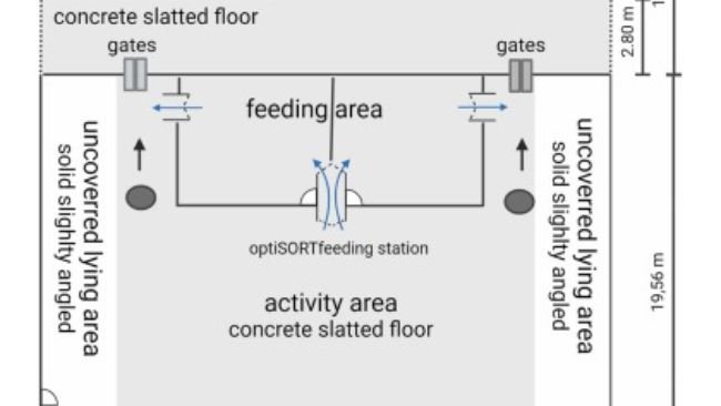 Fig. 1. Disegno schematico di un recinto del sistema di stabulazione in gruppo numeroso con accesso all'esterno gestito da cancelli controllati da computer. La stazione di alimentazione “optiSORT” separava l'area di alimentazione dalle aree di attività e di riposo. Ciascuna zona di alimentazione aveva una porta di uscita a senso unico. I semicerchi indicano le porte, la zona grigia indica il pavimento a grigliato di cemento, la zona bianca indica il pavimento pieno di cemento, la zona grigio chiaro indica la zona coperta e destinata al riposo suddivisa in sette box, la zona grigio scuro indica il comfiFLOOR, le linee tratteggiate indicano la recinzione del percorso all'aperto, i cerchi indicano le telecamere installate e le frecce indicano la direzione di videoregistrazione. Creato con BioRender.com.
