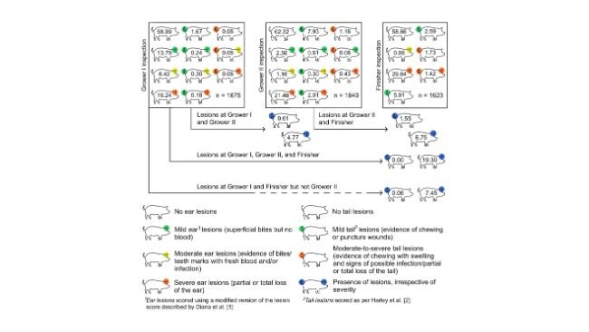 Percentuale di suini con lesioni alle orecchie e alla coda al momento del trasferimento al primo stadio di accrescimento (ispezione accrescimento I), secondo stadio di accrescimento (ispezione accrescimento II) e ingrasso (ispezione ingrasso) in uno studio longitudinale su suini in accrescimento-ingrasso in un allevamento commerciale irlandese di suini. I suini all'interno di riquadri quadrati rappresentano la percentuale di suini con lesioni diverse in base alla gravità indicata dai colori. Le frecce indicano la percentuale di suini con lesioni (indipendentemente dalla gravità) che sono state osservate con lesioni in più ispezioni