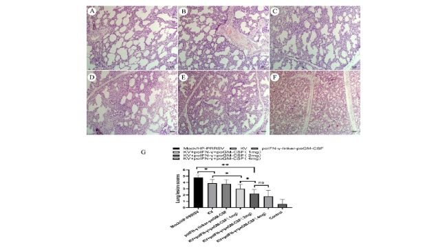 Figura 6:A–F—I criteri di punteggio delle lesioni polmonari erano basati sui risultati istopatologici polmonari con colorazione H&E, con campioni rappresentativi corrispondenti a punteggi da 0 a 5, come mostrato (100X). G—I punteggi delle lesioni polmonari differivano tra i gruppi; le barre orizzontali sopra il grafico a barre indicano risultati che differivano significativamente tra i gruppi. HP-PRRSV = Virus della sindrome riproduttiva e respiratoria suina altamente patologica. KV = Vaccino a virus ucciso. NS = Non significativo. poGM-CSF = Fattore stimolante le colonie di granulociti-macrofagi suini. poIFNγ = Interferone-γ suino. *P < 0,05; **P < 0,01.
Fonte: American Journal of Veterinary Research 85, 8; 10.2460/ajvr.24.02.0025