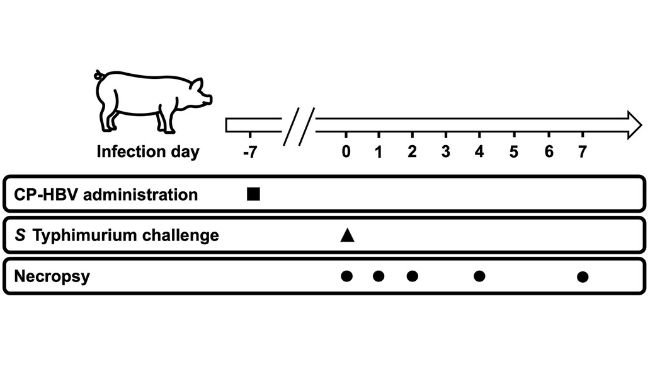 Figura 1
Diagramma del protocollo di studio. Il veleno di ape incapsulante poli(lattide-co-glicolide) rivestito di chitosano (CP-HBV) è stato somministrato per via intranasale 7 giorni prima della sfida con Salmonella Typhimurium. I maiali sono stati sfidati sperimentalmente con S. Typhimurium 1 settimana dopo la somministrazione di CP-HBV. L'autopsia è stata eseguita a 0, 1, 2, 4 e 7 giorni dopo l'infezione per raccogliere campioni di feci, sangue e tessuti. Fonte: American Journal of Veterinary Research 85, 9; 10.2460/ajvr.24.03.0086