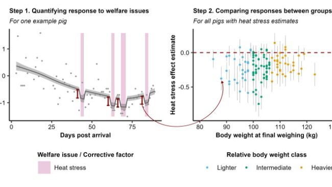 Fig. 1. Un esempio grafico delle analisi eseguite. Il grafico a sinistra mostra il primo passaggio, che è stato eseguito per ogni suino individualmente. Per ogni componente di alimentazione, qui la frequenza di alimentazione, abbiamo adattato una curva regolare attraverso la serie temporale scalata, a cui abbiamo aggiunto effetti fissi per ogni tipo di problema di benessere (o fattore correttivo) che il suino aveva incontrato, qui solo lo stress da calore. Il modello ha quindi stimato l'effetto di ogni problema di benessere sull'andamento temporale regolare del componente di alimentazione (ad es. cali o aumenti nella curva, una stima per problema di benessere) e per ogni problema di benessere abbiamo estratto questa stima e il suo errore. Queste stime sono state il nostro primo risultato, che mostra la variazione nelle risposte dei suini ai problemi di benessere. Successivamente, nel passaggio 2 (grafico a destra), le stime degli effetti e gli errori di stima di ogni suino e problema di benessere sono stati utilizzati per vedere se le risposte ai problemi di benessere (ad es. le stime) differivano tra i gruppi di suini. I suini sono stati suddivisi in sottogruppi, in questo caso suini con peso corporeo relativo basso, intermedio o alto, e per ciascun sottogruppo è stato valutato se le stime dell'effetto combinato differissero significativamente da zero (la linea rossa tratteggiata), dove zero indicava che non c'era alcun cambiamento nella componente alimentare durante la questione del benessere.