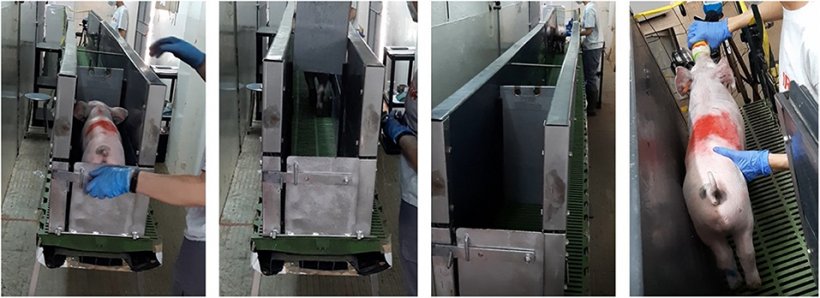 Figura 1. Pista di 4 m di lunghezza e 30 cm di larghezza, elevata a 1,2 m dal pavimento utilizzata per il test di apprendimento avversivo. Dopo un totale di 14 sessioni di addestramento, 72 suinetti hanno attraversato questa pista fino alla fine e, a questo punto, 24 sono stati vaccinati per via intramuscolare, 24 con un sistema intradermico senza aghi e 24 non vaccinati. Dopo questa esperienza, il test &egrave; stato ripetuto e i tempi registrati sono stati utilizzati come segni di avversione al processo di vaccinazione.
