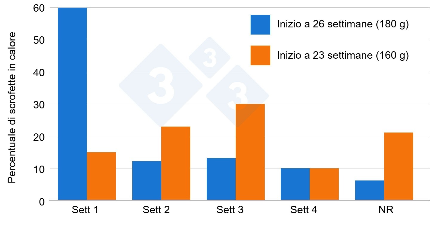 Effetto delletà delle scrofette sulla risposta allesposizione al verro