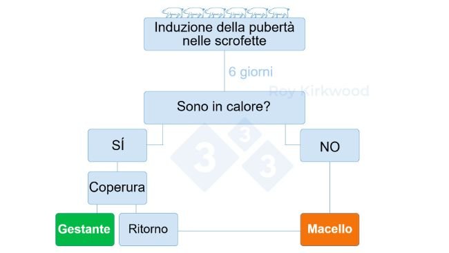 Figura 2: Protocollo proposto in base alla risposta del trattamento di induzione della pubertà. Nota: se si osserva <70% delle scrofette in calore 6 giorni dopo il trattamento--> è probabile che si abbiano problemi con il rilevamento del calore.