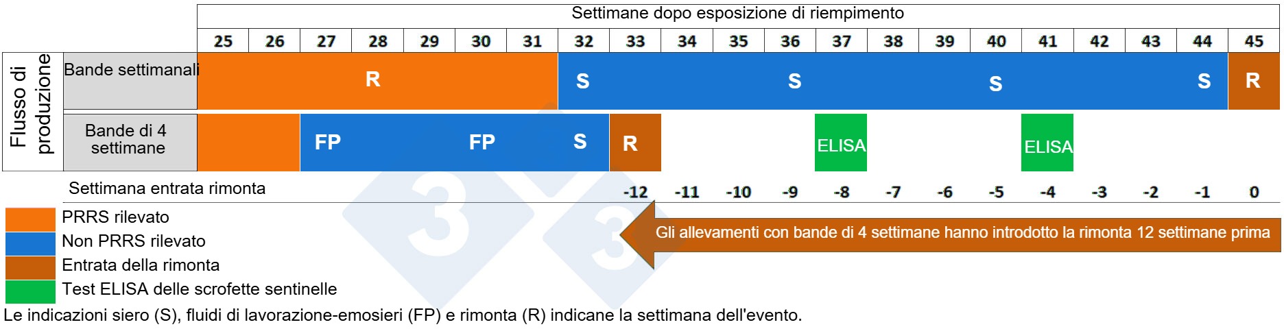 Comparazione dellentrata della rimonta tra allevamenti con bande settimanali e bande di 4 settimane