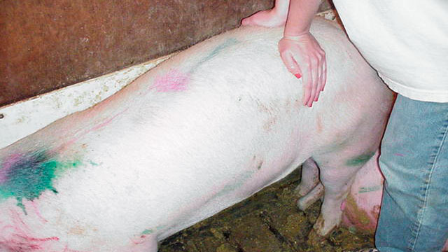 Scrofetta in calore che mostra il riflesso dellimmobilità quando viene premuto sulla schiena