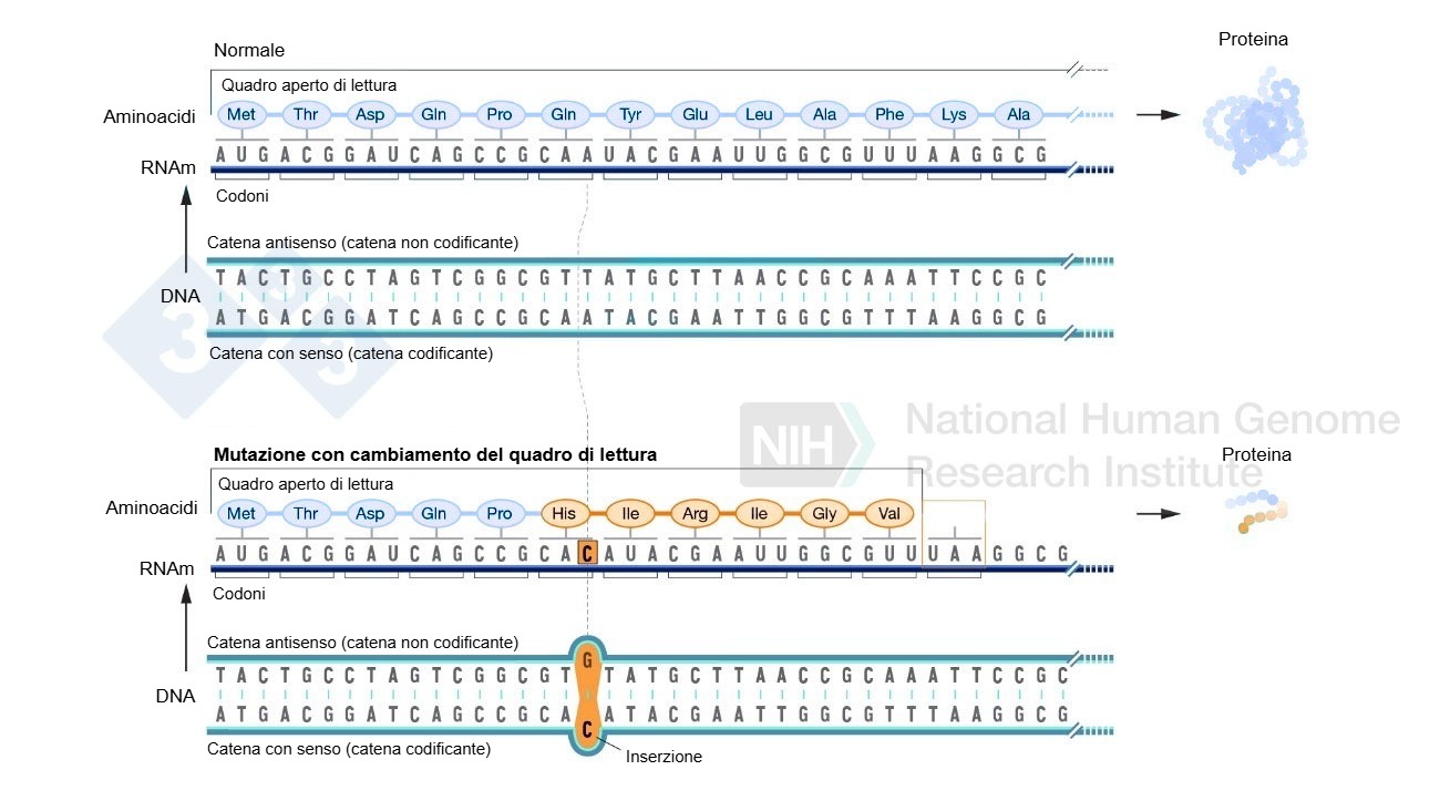 Esempio dellinserimento di un nucleotide che rappresenta un cambiamento nella cornice di lettura