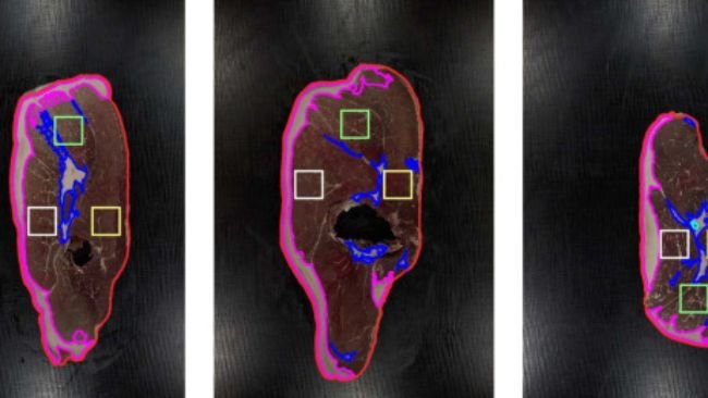 Fig. 5. Esempi di performance visiva dell'algoritmo SegmentHamImage per diverse fette di prosciutto. Il colore indica diversi tipi di fetta: contorno del prosciutto (rosso), grasso sottocutaneo (rosa), grasso intermuscolare (blu scuro) e muscoli quadrati BF (bianco), SM (giallo) e ST (verde).