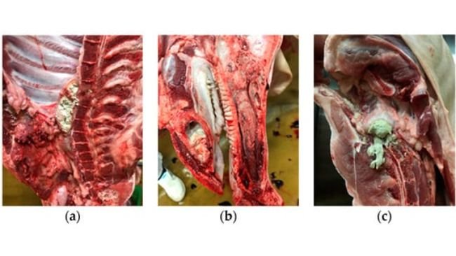 Figure 2. Osteomieliti in differenti posizioni della carcassa: (a) area toracica; (b) area anteriore; (c) area posteriore.