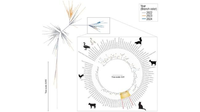 Figura 1. Albero filogenetico dell'emoagglutinina (HA) basato sulla massima verosimiglianza originato da 1443 sequenze di HPAIV H5N1, clade 2.3.4.4b. Il sottoramo evidenziato dell'albero non radicato contiene le sequenze del clade 2.3.4.4b di HPAIV H5N1 da due gatti del South Dakota.