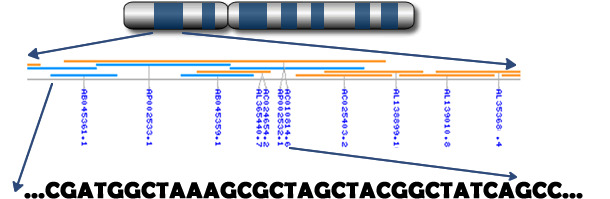 Dai cromosomi ai geni ai nucleotidi
