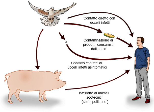 Possibili vie di trasmissione di Salmonella spp. dagli uccelli all'uomo