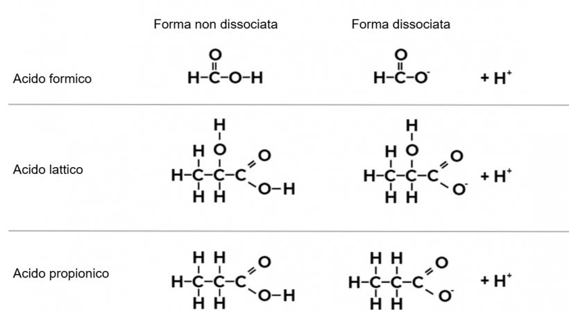 Figura 1. Formula chimica dell&#39;acido formico, dell&#39;acido lattico e dell&#39;acido propionico nella&nbsp;loro forma&nbsp;non dissociata e dissociata.
