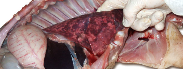 Polmoni aumentati di volume, non colassati , di consistenza gommosa e colore disomogeneo indicando polmonite interstiziale