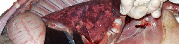 Polmoni aumentati di volume, non colassati, di consistenza gommosa e dolore disomogen