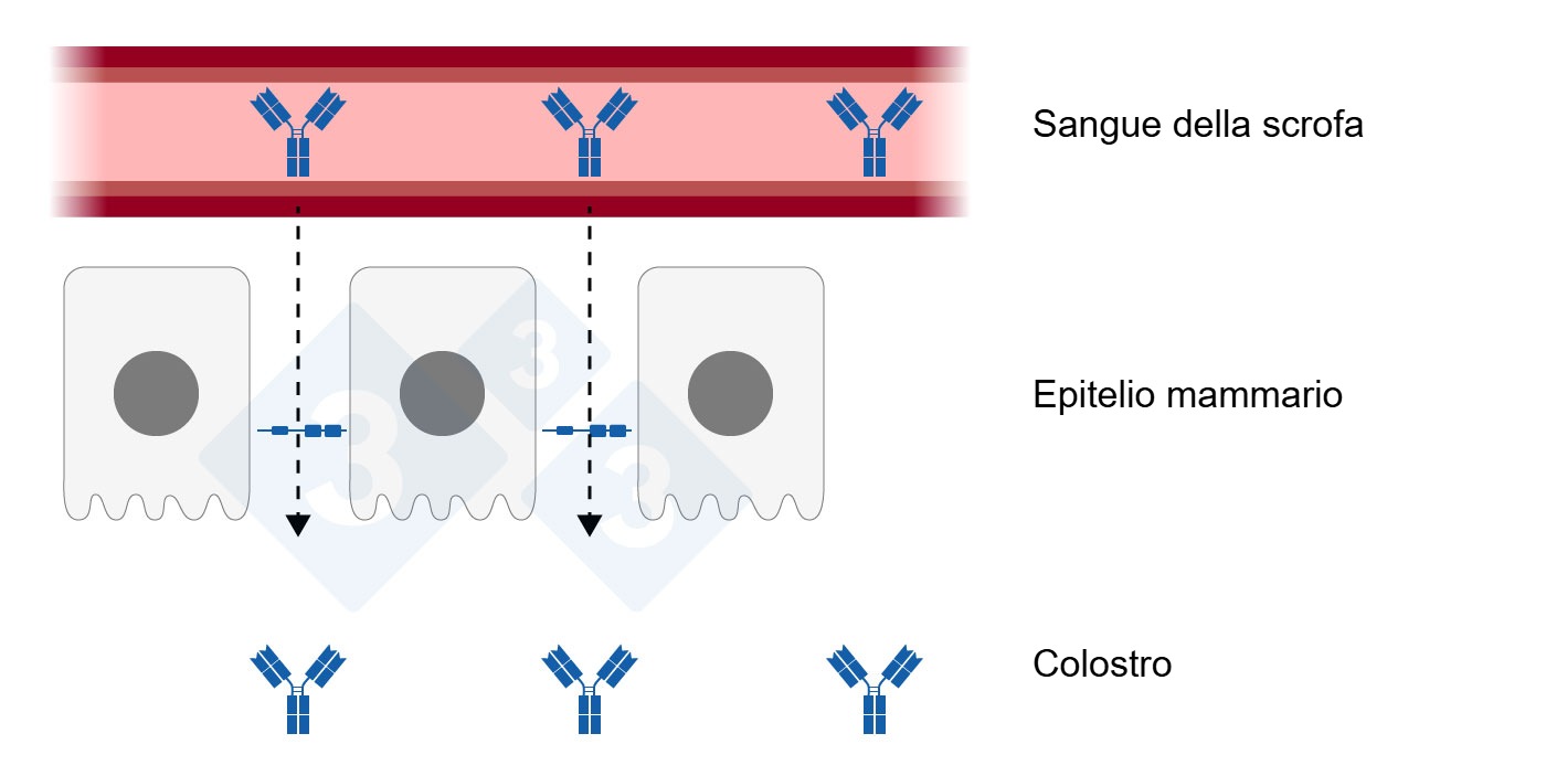 Giunzione stretta rilassata nellepitelio mammario
