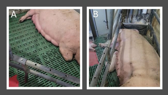 Figura 1: A) Sviluppo normale della mammella in una scrofa 24 ore prima del parto
che non è stata esposta a mangime contaminato da alcaloidi dell'ergot in contrasto con
B) scarso sviluppo mammario in una scrofa dopo l'esposizione a mangime contaminato da alcaloidi dell'ergot.