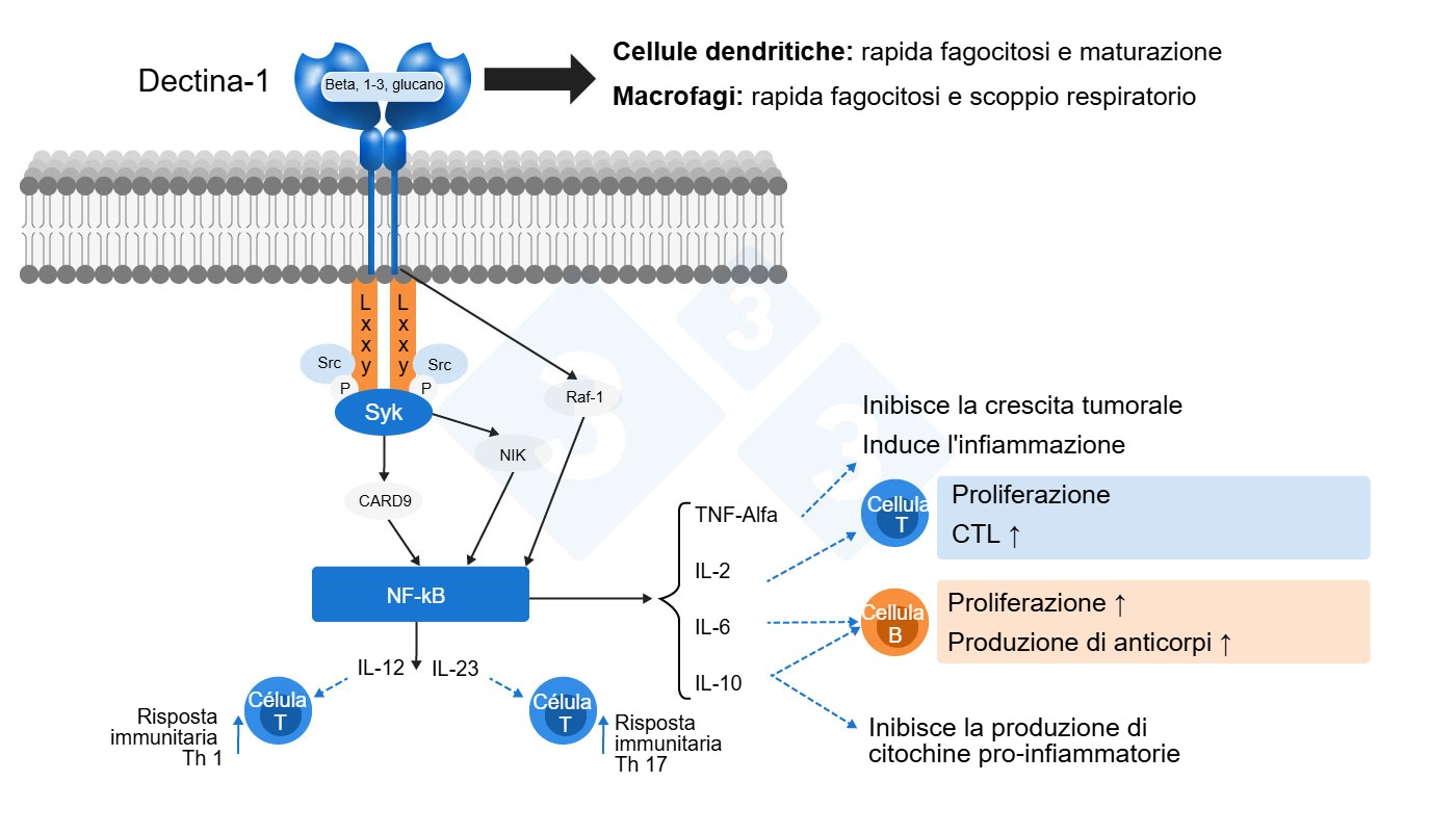 Modalità dazione dei beta-glucani