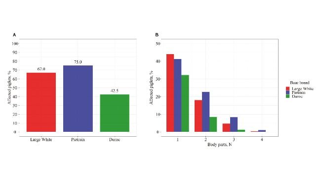 Percentuale di suinetti di ciascuna razza di verro con almeno una parte del corpo affetta da SINS (A) e percentuale di suinetti affetti da SINS in base al numero di parti del corpo affette e alla razza del verro (B).