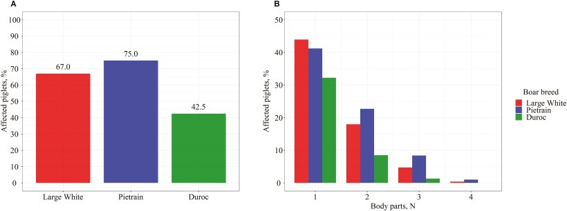 Percentuale di suinetti di ciascuna razza di verro con almeno una parte del corpo affetta da SINS (A) e percentuale di suinetti affetti da SINS in base al numero di parti del corpo affette e alla razza del verro (B).