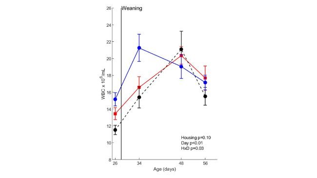 Figura 2: Conteggio delle cellule del sangue intero (WBC) prima della co-infezione nei suini (n=30) con diversi trattamenti di stabulazione (rosso=CCH (stabulazione convenzionale-convenzionale); nero=CEH (stabulazione convenzionale-arricchita); blu=EEH (stabulazione arricchita-arricchita)). HxD: effetto dell'interazione alloggio-giorno.