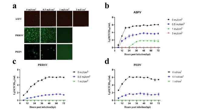 Figura 5. L'irradiazione UV254 a bassa dose riduce l'abbondanza di virus infettivi nei campioni. (A) Cambiamenti nei segnali di fluorescenza di ASFV, PRRSV e PEDV dopo il trattamento con diverse dosi di UV. (B) Curve di crescita dell'ASFV dopo il trattamento con diverse dosi di UV254. (C) Curve di crescita del PRRSV dopo il trattamento con diverse dosi di UV254. (D) Curve di crescita del PEDV dopo il trattamento con diverse dosi di UV254.