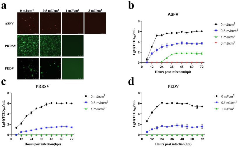 Figura 5. L'irradiazione UV254 a bassa dose riduce l'abbondanza di virus infettivi nei campioni. (A) Cambiamenti nei segnali di fluorescenza di ASFV, PRRSV e PEDV dopo il trattamento con diverse dosi di UV. (B) Curve di crescita dell'ASFV dopo il trattamento con diverse dosi di UV254. (C) Curve di crescita del PRRSV dopo il trattamento con diverse dosi di UV254. (D) Curve di crescita del PEDV dopo il trattamento con diverse dosi di UV254.