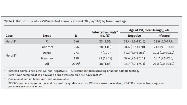 Distribuzione delle scrofe infettate con PRRSV alla settimana 20 (a 140 giorni) secondo la genetica e l'età.