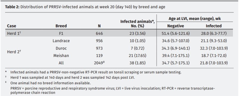 Distribuzione delle scrofe infettate con PRRSV alla settimana 20 (a 140 giorni) secondo la genetica e l'età.