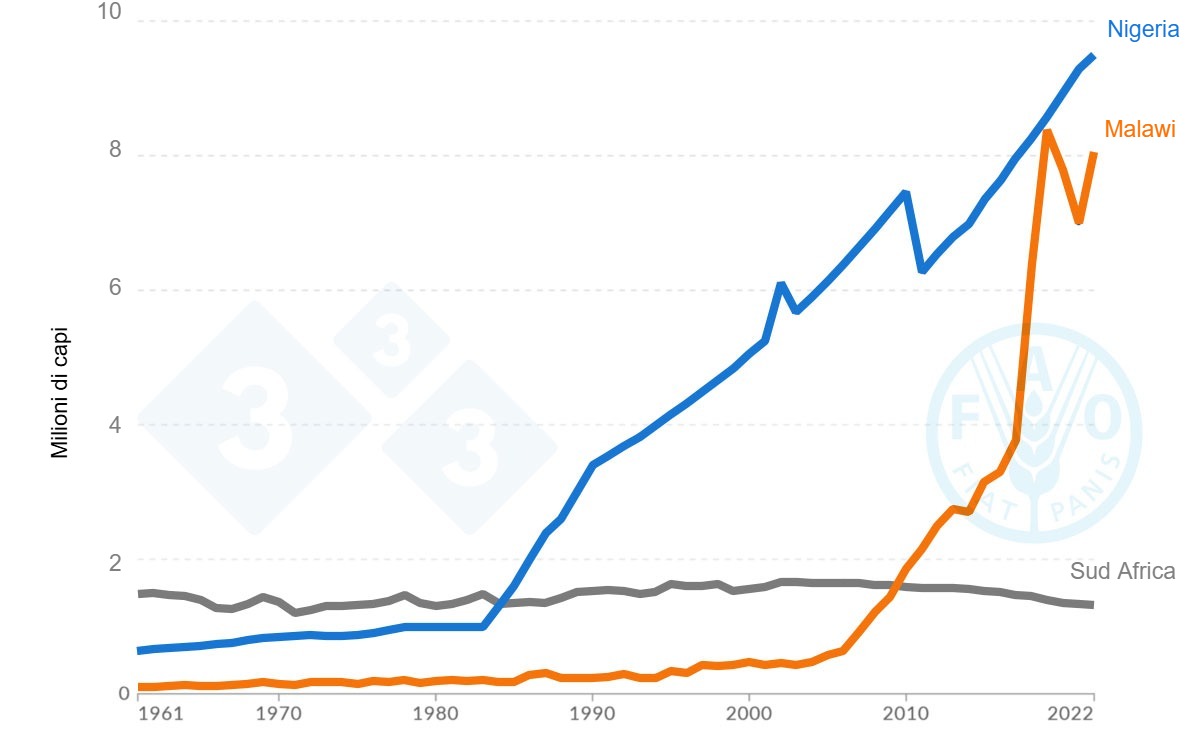 Grafico della popolazione suina che mostra landamento della crescita in Nigeria, Malawi e Sud Africa dal 1961 al 2022