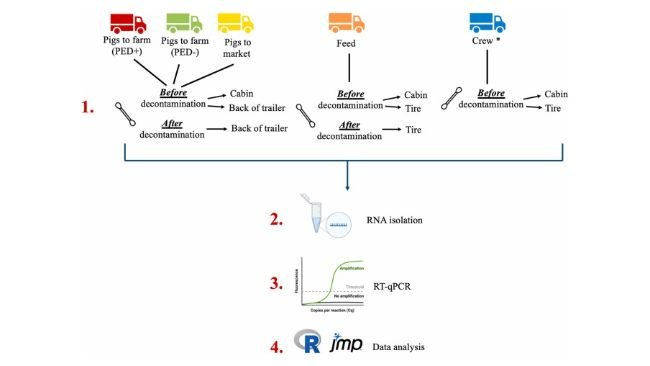Fig. 1. Flusso di raccolta campioni ed elaborazione utilizzato in questo studio. * indica che i camion del personale non sono stati decontaminati nelle stazioni C&D, pertanto non sono stati raccolti campioni "dopo la decontaminazione".