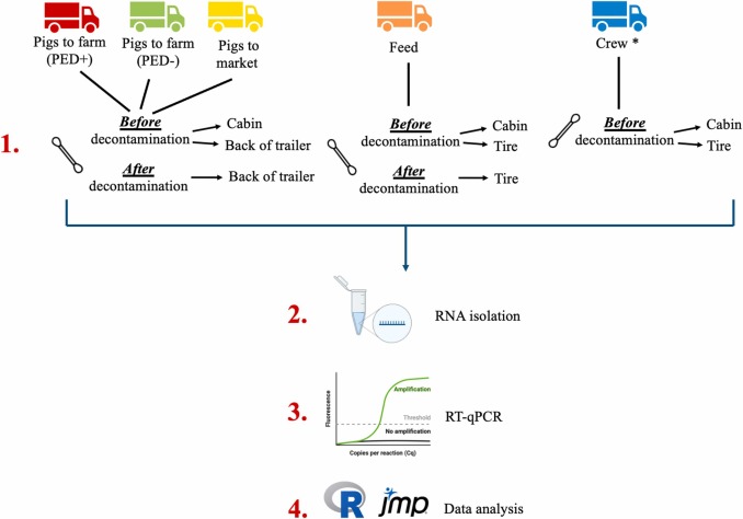 Fig. 1. Flusso di raccolta campioni ed elaborazione utilizzato in questo studio. * indica che i camion del personale non sono stati decontaminati nelle stazioni C&D, pertanto non sono stati raccolti campioni "dopo la decontaminazione".