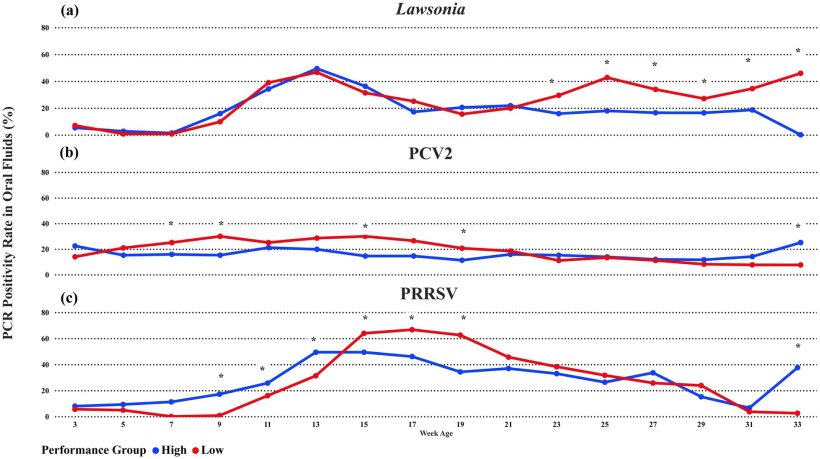Figura 2. Percentuale media di fluidi orali positivi alla PCR per (A) Lawsonia intracellularis, (B) Circovirus suino 2 o (C) PRRSV tra i gruppi di performance. La linea blu rappresenta i gruppi ad alte performance e la linea rossa rappresenta i gruppi a basse performance. * Rilevazione dei fluidi orali con una differenza statistica a un livello di significatività di 0,05 tra i gruppi di performance.