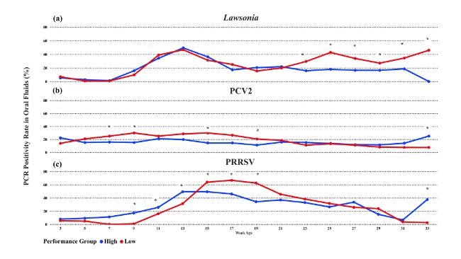 Figura 2. Percentuale media di fluidi orali positivi alla PCR per (A) Lawsonia intracellularis, (B) Circovirus suino 2 o (C) PRRSV tra i gruppi di performance. La linea blu rappresenta i gruppi ad alte performance e la linea rossa rappresenta i gruppi a basse performance. * Rilevazione dei fluidi orali con una differenza statistica a un livello di significatività di 0,05 tra i gruppi di performance.