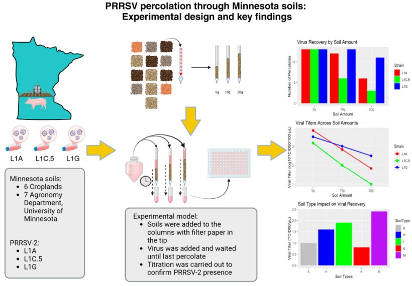 Percolazione del virus PRRS attraverso i terreni in Minnesota: Disegno sperimentale e i punti critici identificati