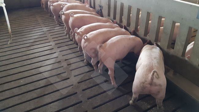 Alimentazione razionata- truogolo lungo