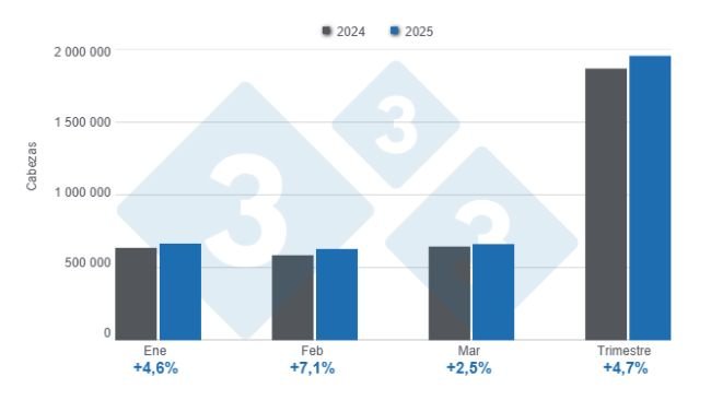 Grafico 1: Macellazione mensile di suini nel primo trimestre del 2025, variazioni annuali. Elaborato dal Dipartimento di Economia e Sostenibilità di 333 America Latina con dati della Segreteria di Agricoltura, Allevamento e Pesca del Ministero dell'Economia dell'Argentina