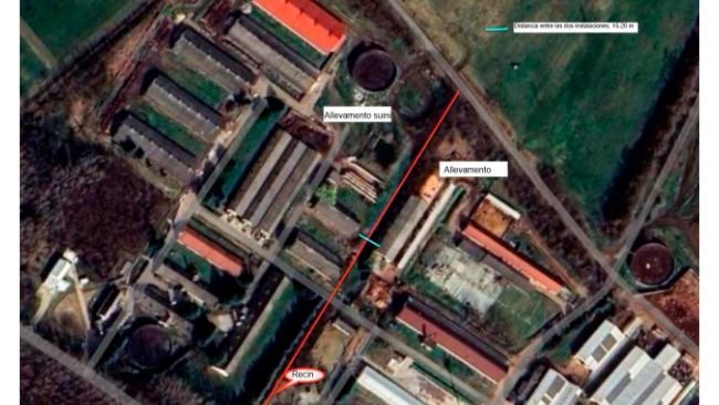 Allevamento di suini vicino ad un focolaio di afta dove sono stati abbattuti 1988 suini.