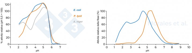 Figura 3. Attività relativa di diverse fitasi. La figura a sinistra confronta tre fitasi. (A. niger, E. coli e P. lycii),prendendo come riferimento un'attività del 100% a pH 5,5 (Kumar et al., 2003). La figura a destra confronta due fitasi (fitasi microbica di E. coli e fitasi fungina di P. lycii); l'attività fitasi massima registrata è stata considerata pari al 100% (Morales et al., 2011).