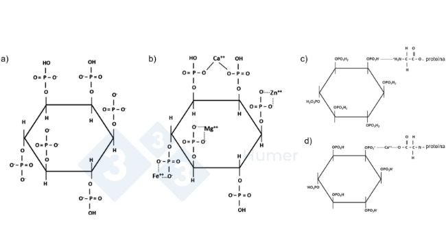 Figura 1. Struttura dell'acido fitico a pH neutro (a); struttura dell'acido fitico chelato con cationi a pH neutro (b); struttura dell'acido fitico chelato con proteine a pH acido (c) e neutro (d). Adattato da Humer et al. (2014).